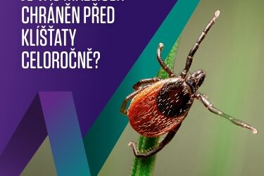 Bravecto injekce – celoroční ochrana proti blechám klíšťatům